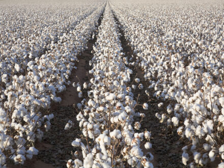 Cotton production (4)