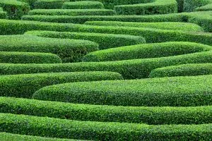 shutterstock_maze-300x200.webp