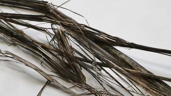 Grandorge: Why is hemp not used more in construction?